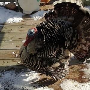 Meet your Posher, Elisha